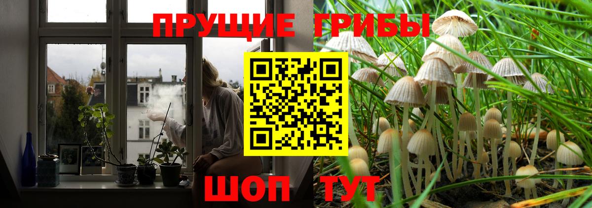 Псилоцибиновые грибы GOLDEN TEACHER  Вход с VPN  Псилоцибиновые грибы Cubensis  Осинники 